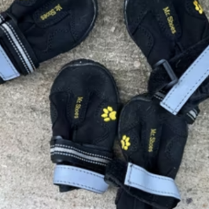 Chaussures chiens
